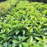 Bơ 034 - Giống Bơ Siêu Dài, Siêu Khủng