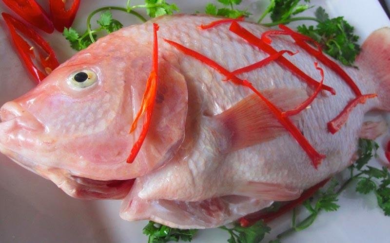 Công dụng của cá diêu hồng