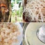 Mủ trôm là gì? Công dụng của mủ trôm đối với sức khỏe