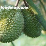 SẦU RIÊNG THÁI VÀ RI6, LOẠI NÀO NGON HƠN?