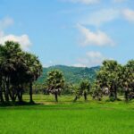 Thốt nốt – thứ đặc sản độc đáo của miền Tây năm 2023